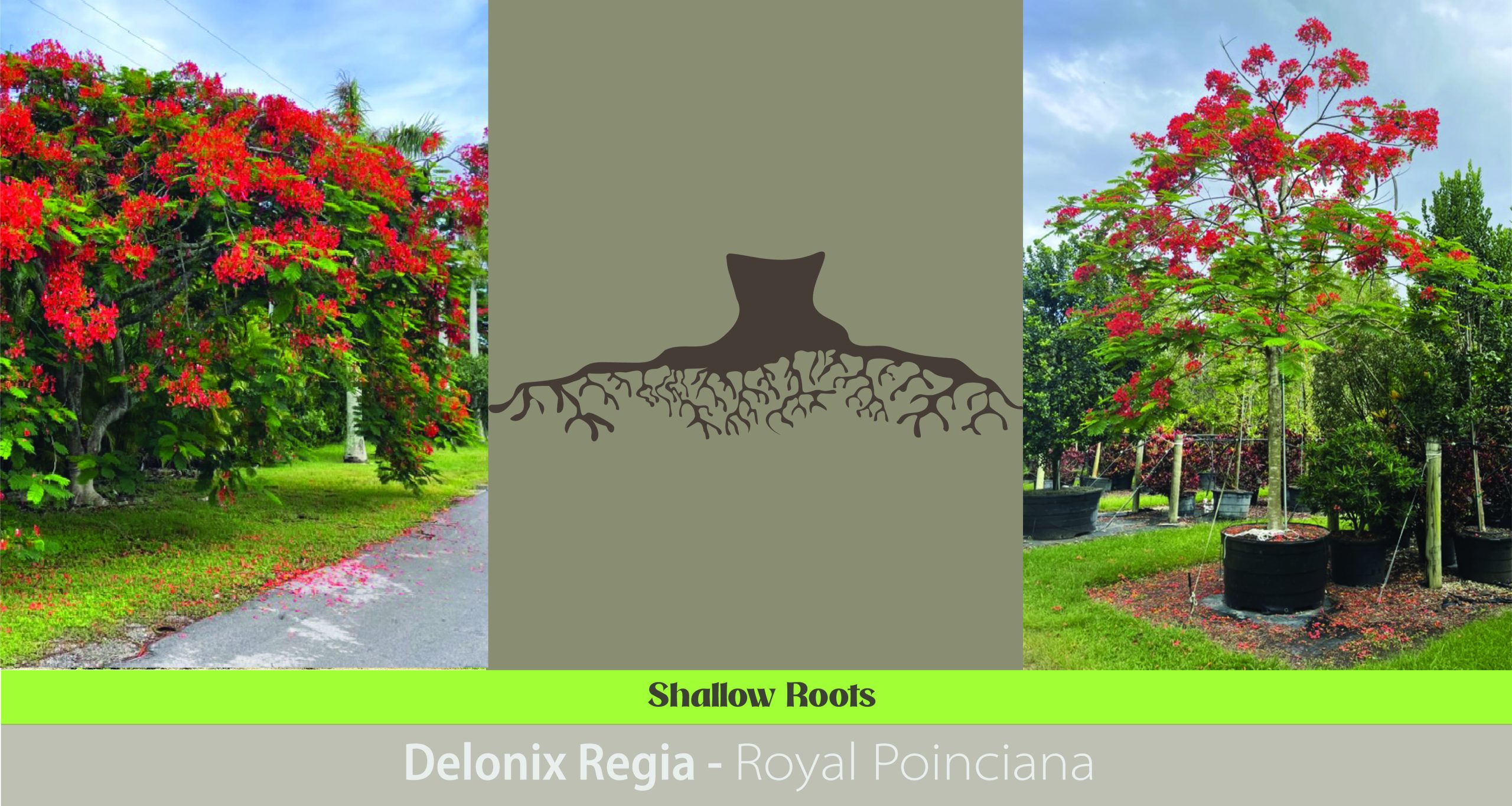 Shallow Roots: Wide Reach