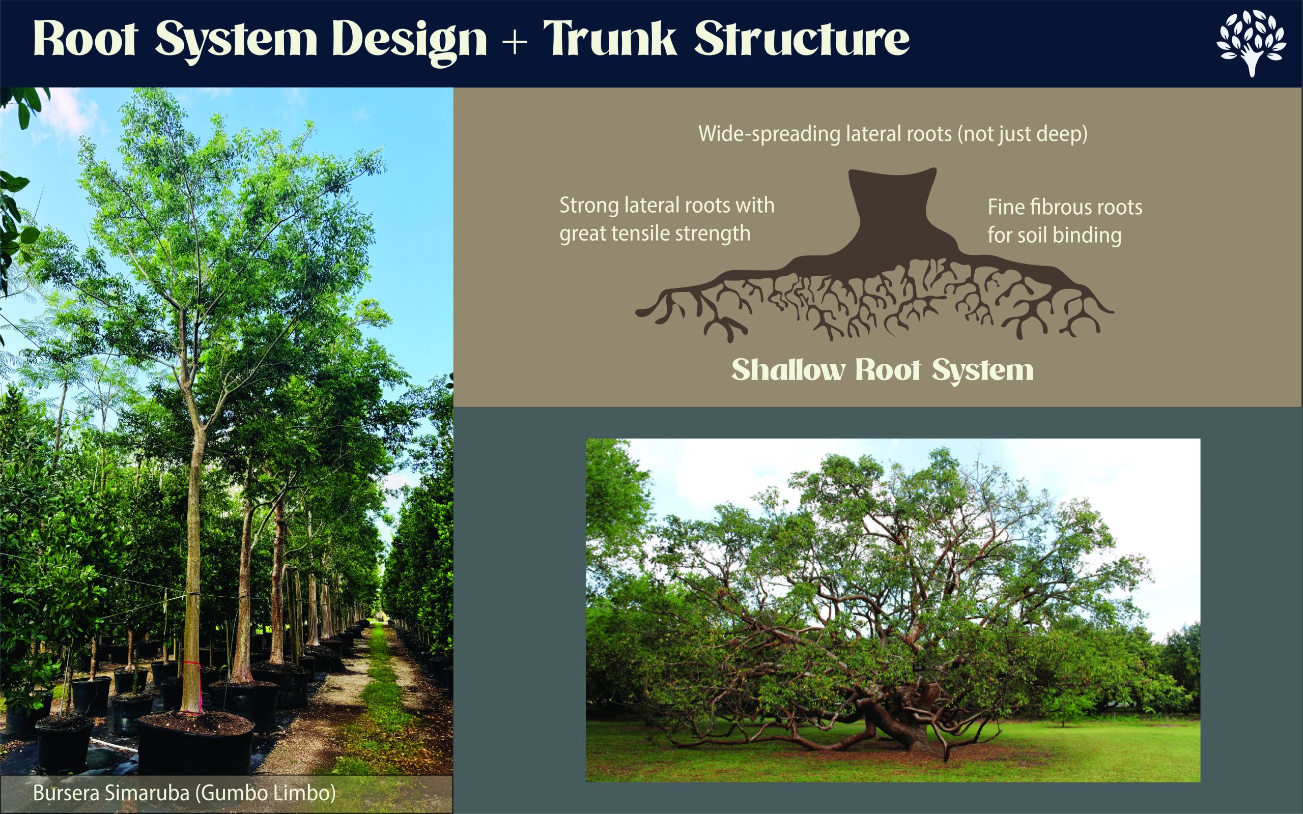 how root system design intervines with landscape needs