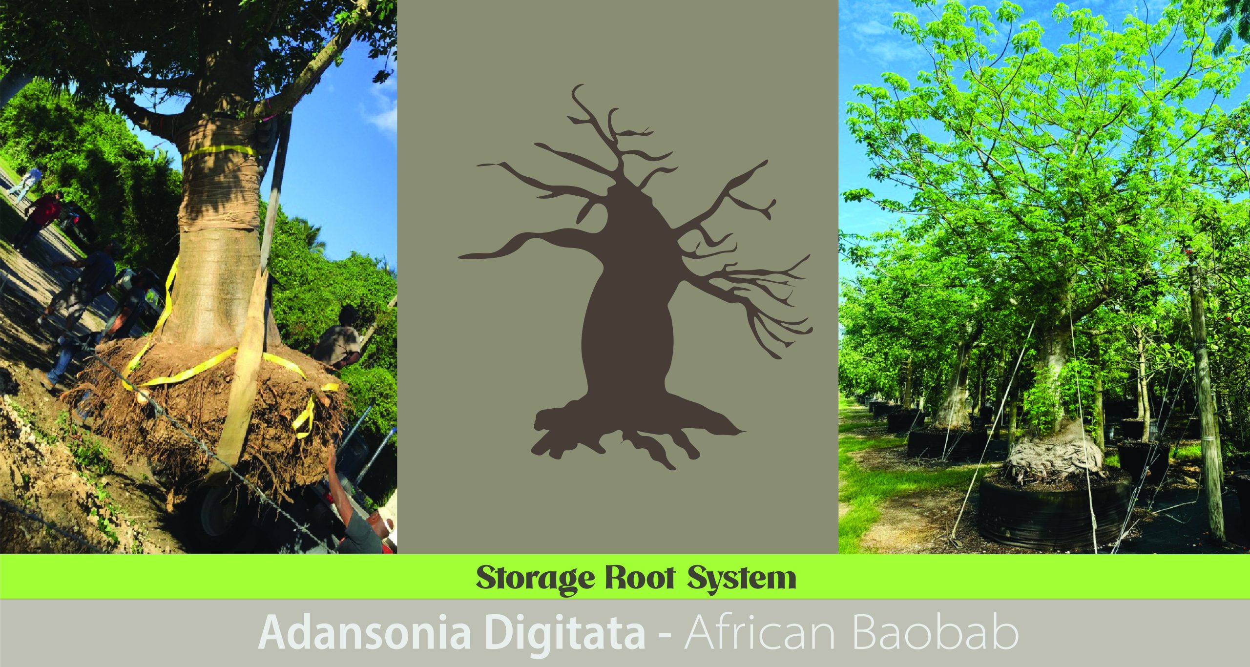 Storage Roots: Nature’s Reservoirs landscape advantage