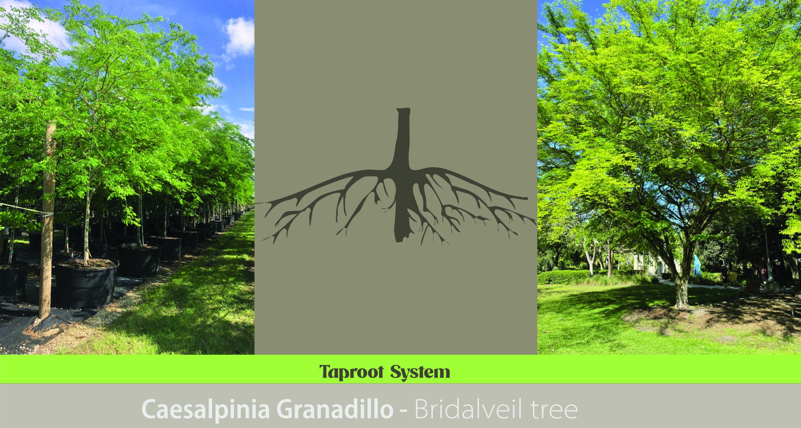 Taproot Systems: Strength Below the Surface and lanscape advantages