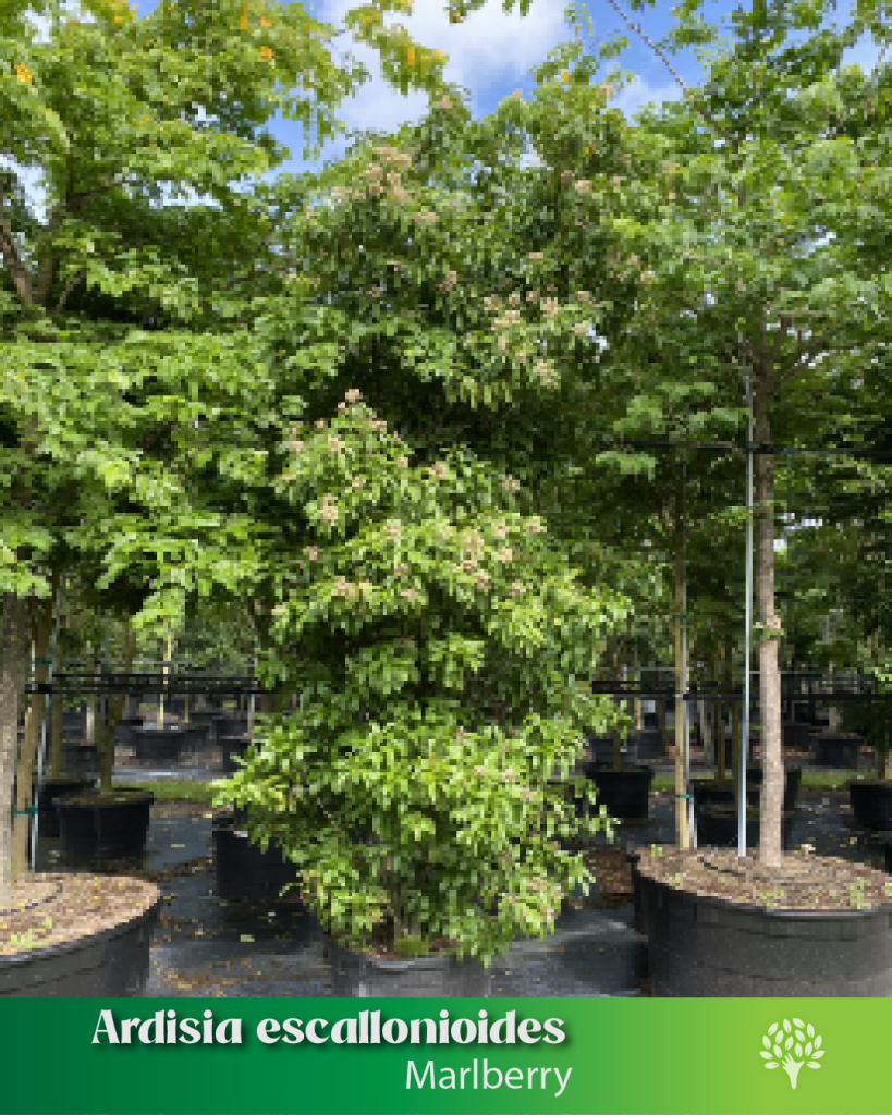 ardisia-escallonioides-marlberry