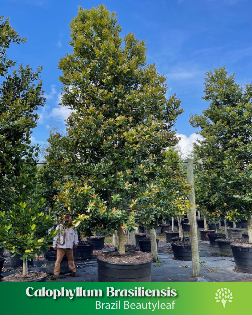 calophyllum brasiliensis brazil beauty leaf