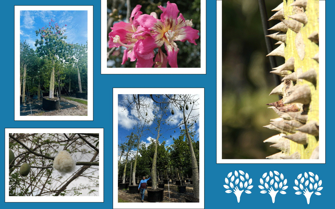Photos of Silk Floss Tree For Autumn Color