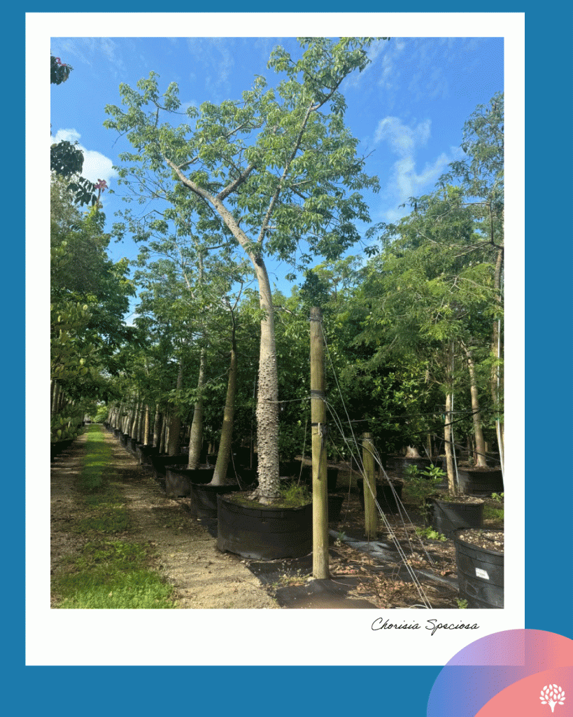 Chorisia speciosa silk floss tree