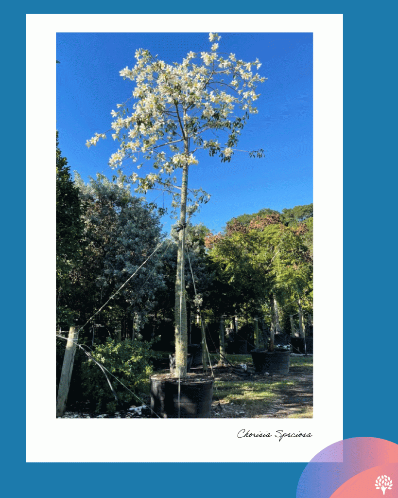 Chorisia speciosa tree with whitle flowers