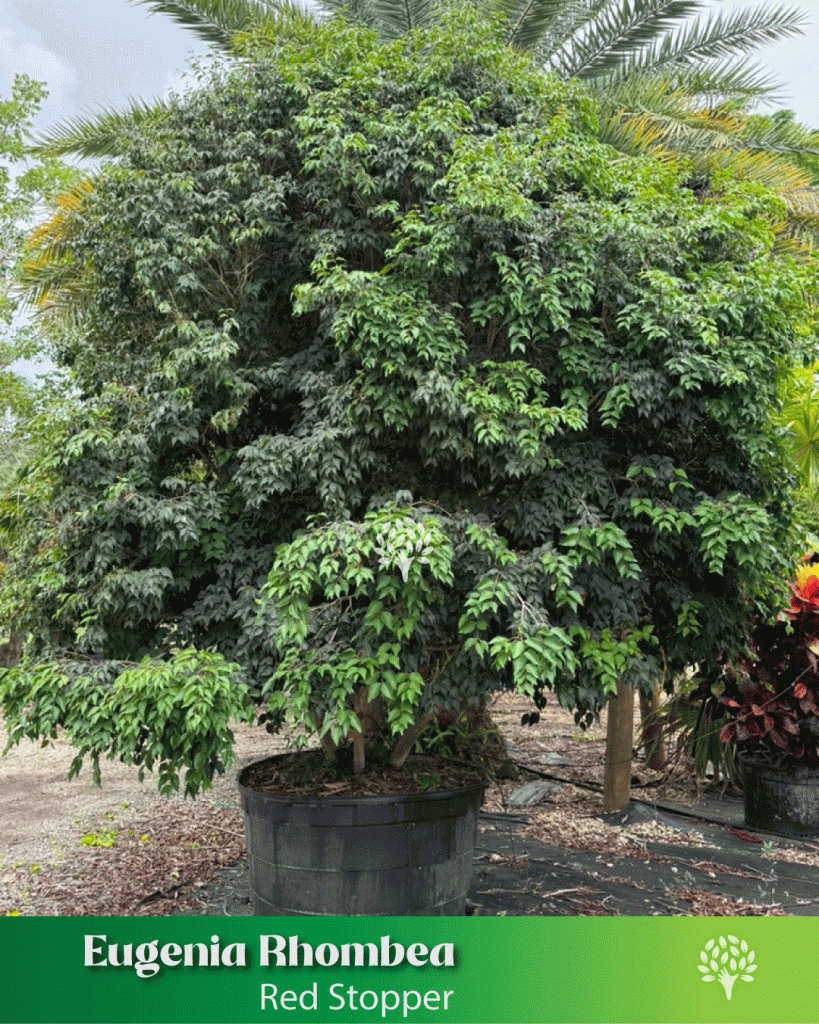 Eugenia Rhombea red stopper evergreen tree