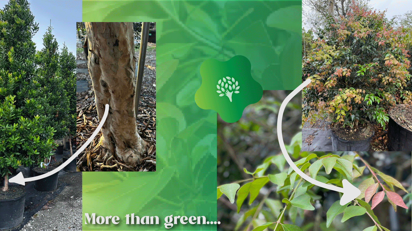 glossy hedges add more than green to the design