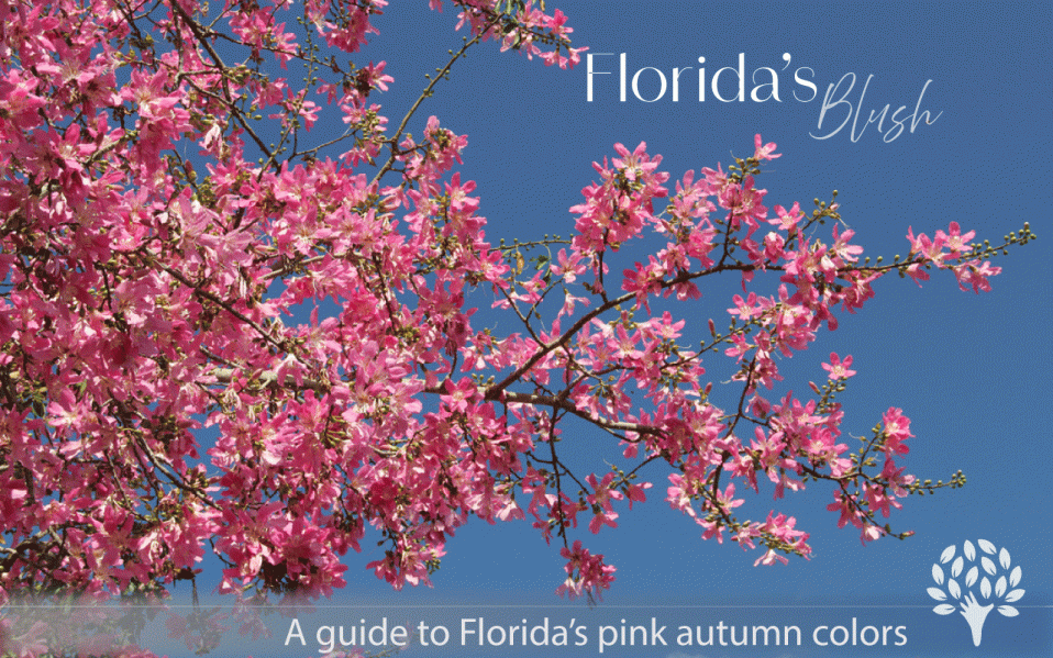 Pink blossom tree in Florida