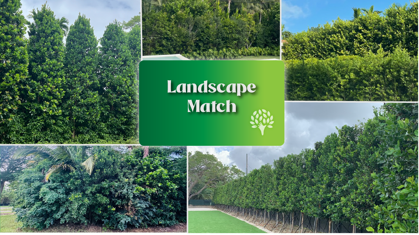 Privacy hedges made of glossy evergreen trees, combining lush textures and vibrant foliage to create visually appealing and resilient green screens