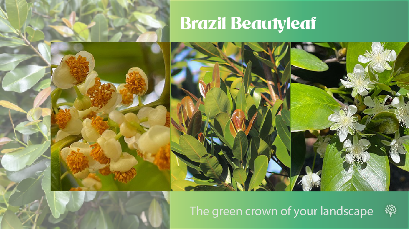 A landscapin standout is the Brazil Beautyleaf (Calophyllum brasiliense), whose lush canopy stays vibrant in every season perfect for privacy hedges
