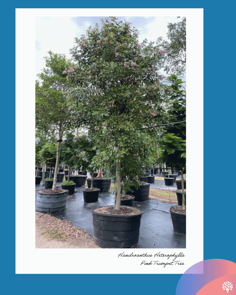 Tabebuia heterophylla tree with pink flowers