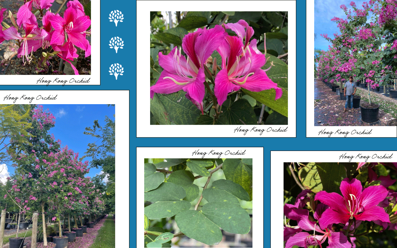 Photos of Hong Kong Orchid Tree For Autumn Color