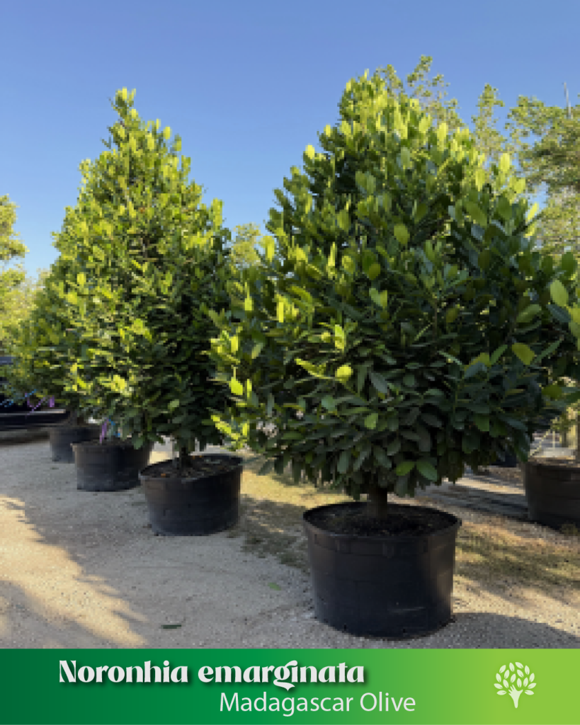norohnia-emarginata-madagascar-olive