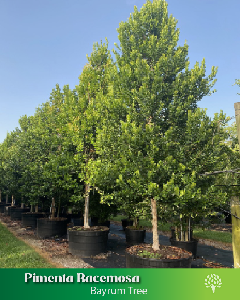 pimenta-racemosa-bayrum