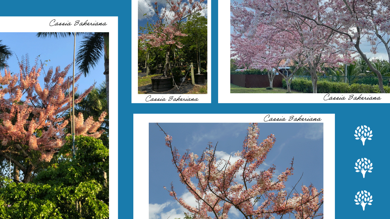 Cassia Bakerina tree with pink flowers