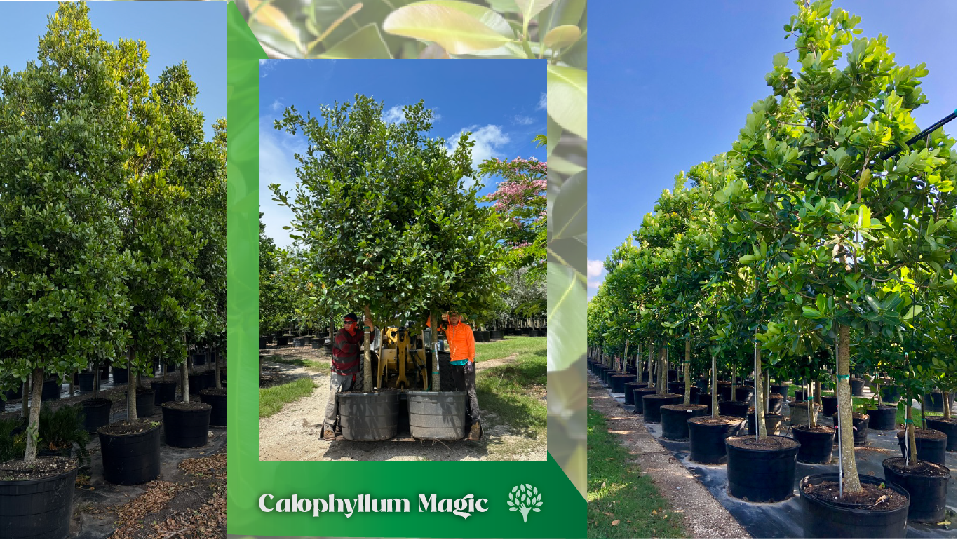 glossy evergreens trees double as natural privacy screens and windbreaks.