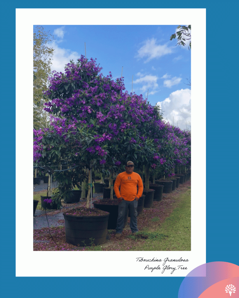 Tibouchina granulosa tree with purple flowers