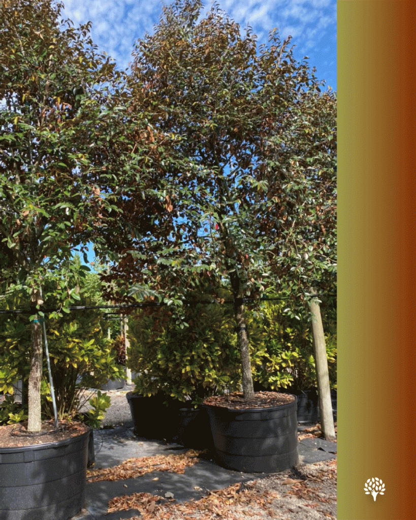 Chrysophyllum oliviforme satinleaf 100 gallons homestead tree nursery