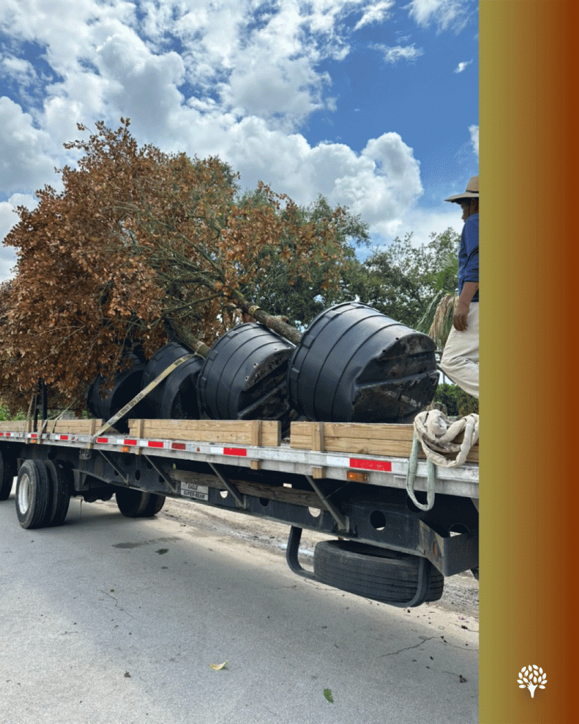 Chrysophyllum oliviforme satinleaf 100 gallons treeworld wholesale project loading