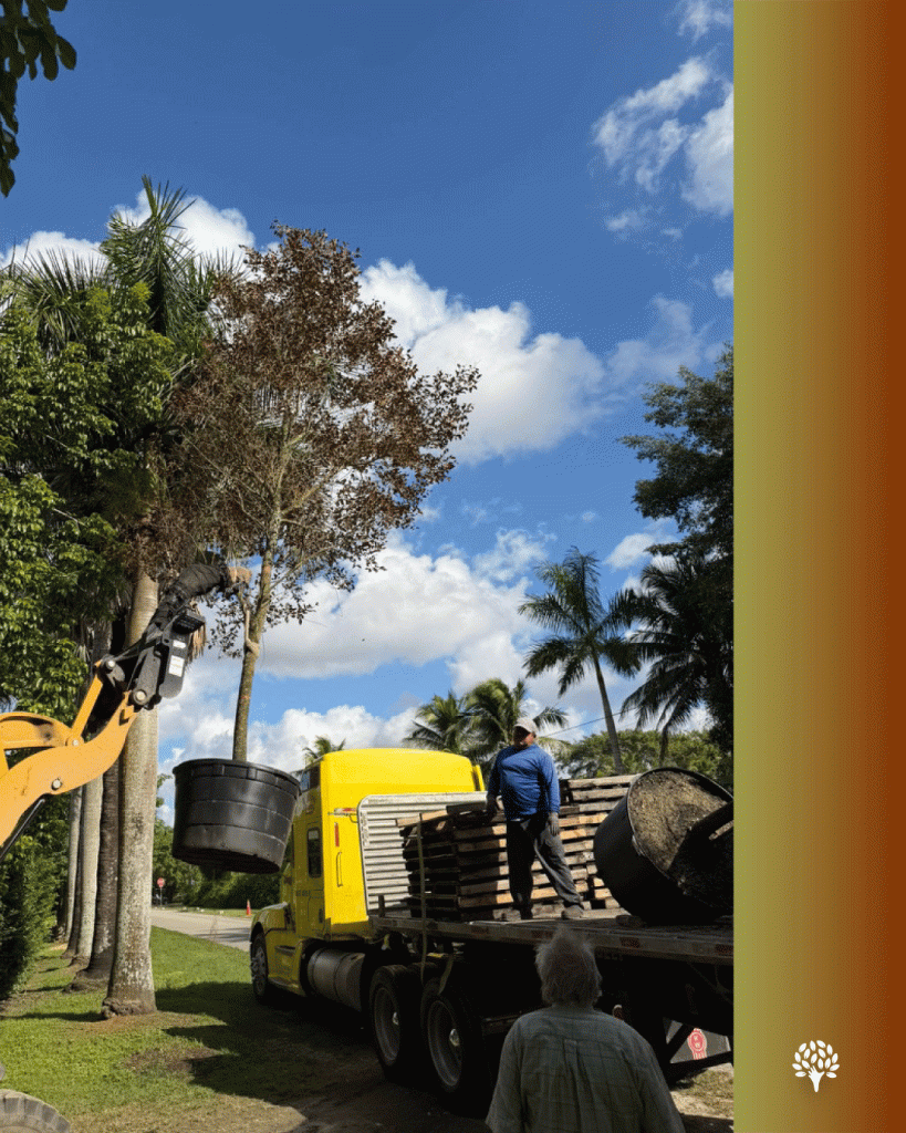 Chrysophyllum oliviforme satinleaf 100 gallons