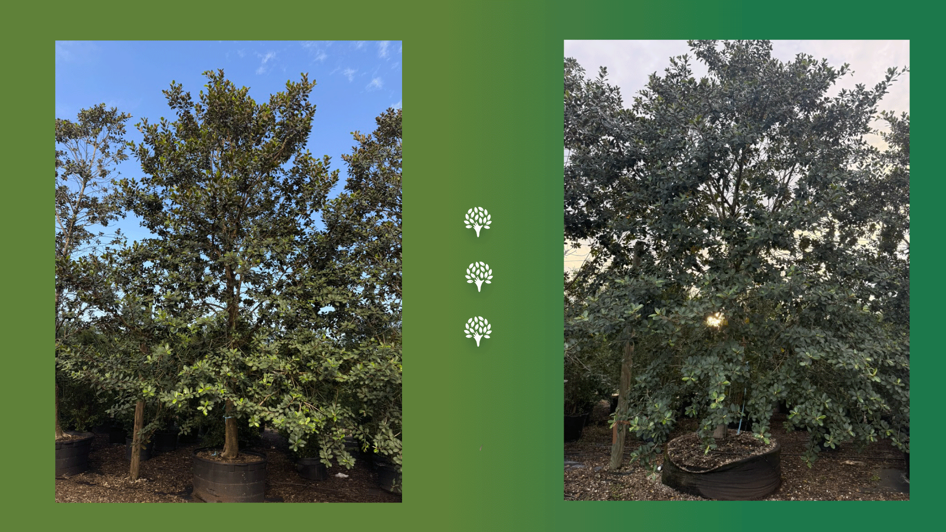 Rusty Fig (Ficus rubiginosa) - A Two-Tone Tree