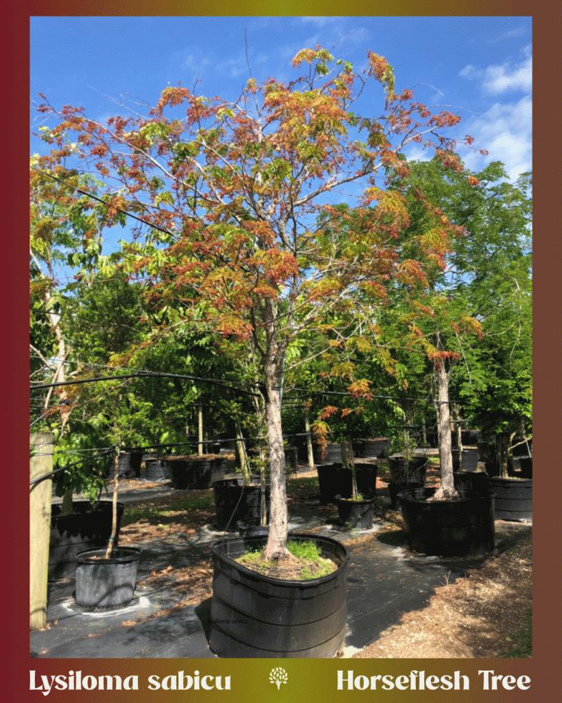 lysiloma sabicu horseflesh-tree