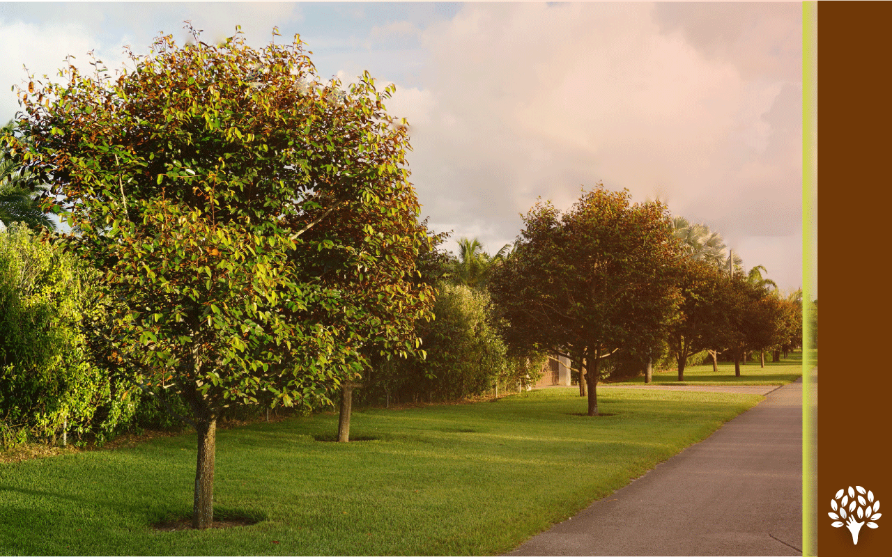 trees with two tone leaves