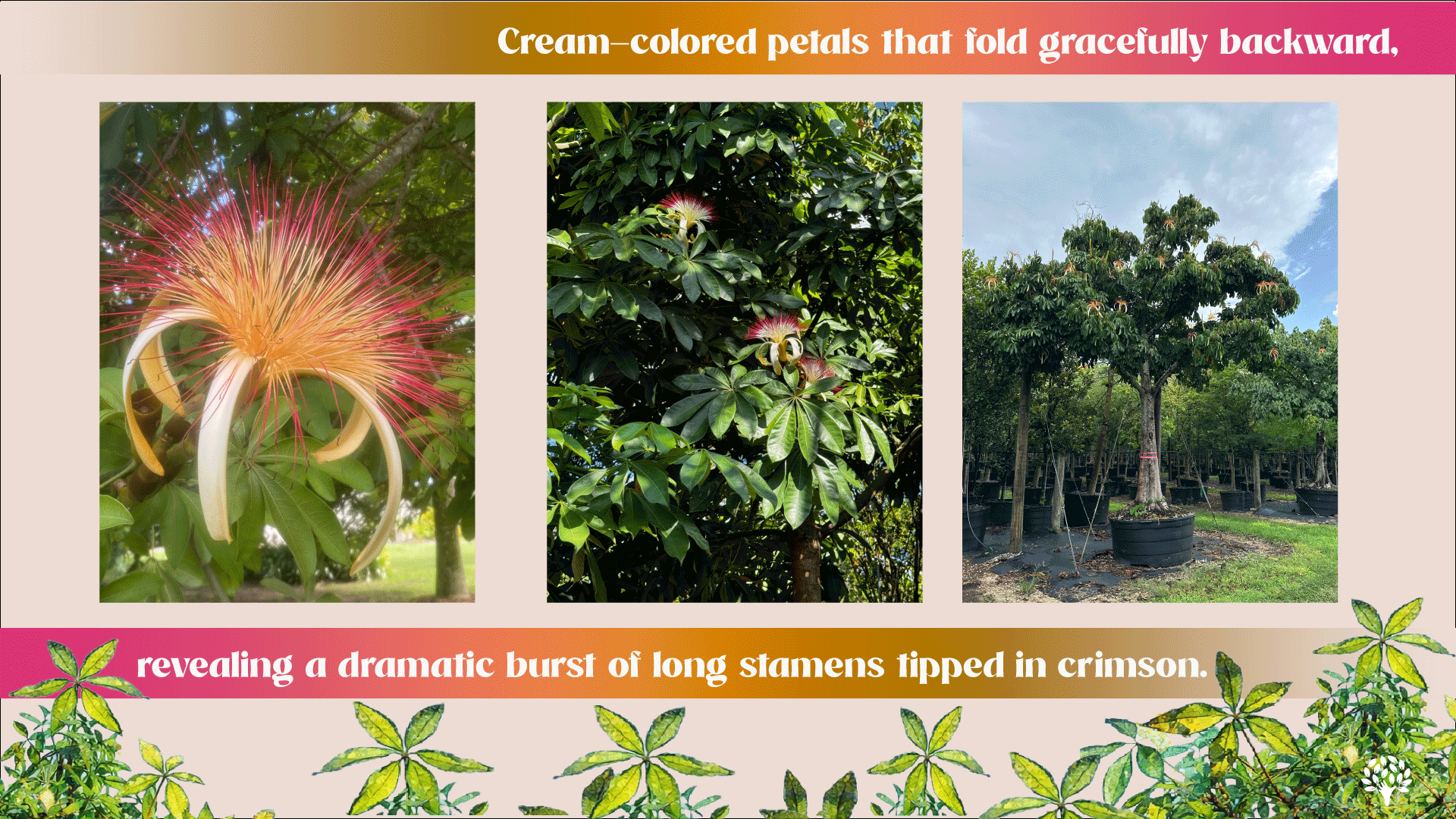 pachira aquatica flower 