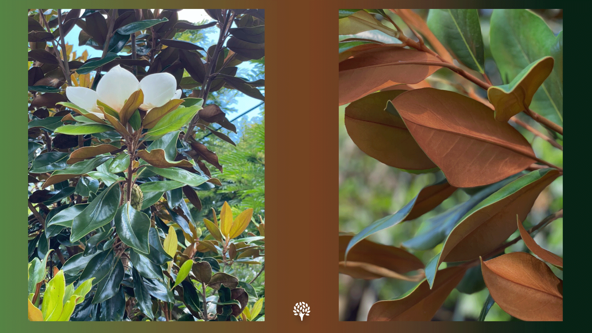 Southern Magnolia (Magnolia grandiflora) - A Two-tone Tree