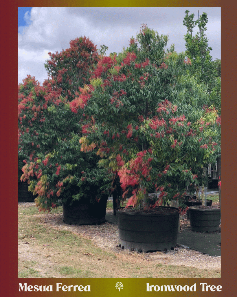 mesua ferrua - ceylon ironwood tree