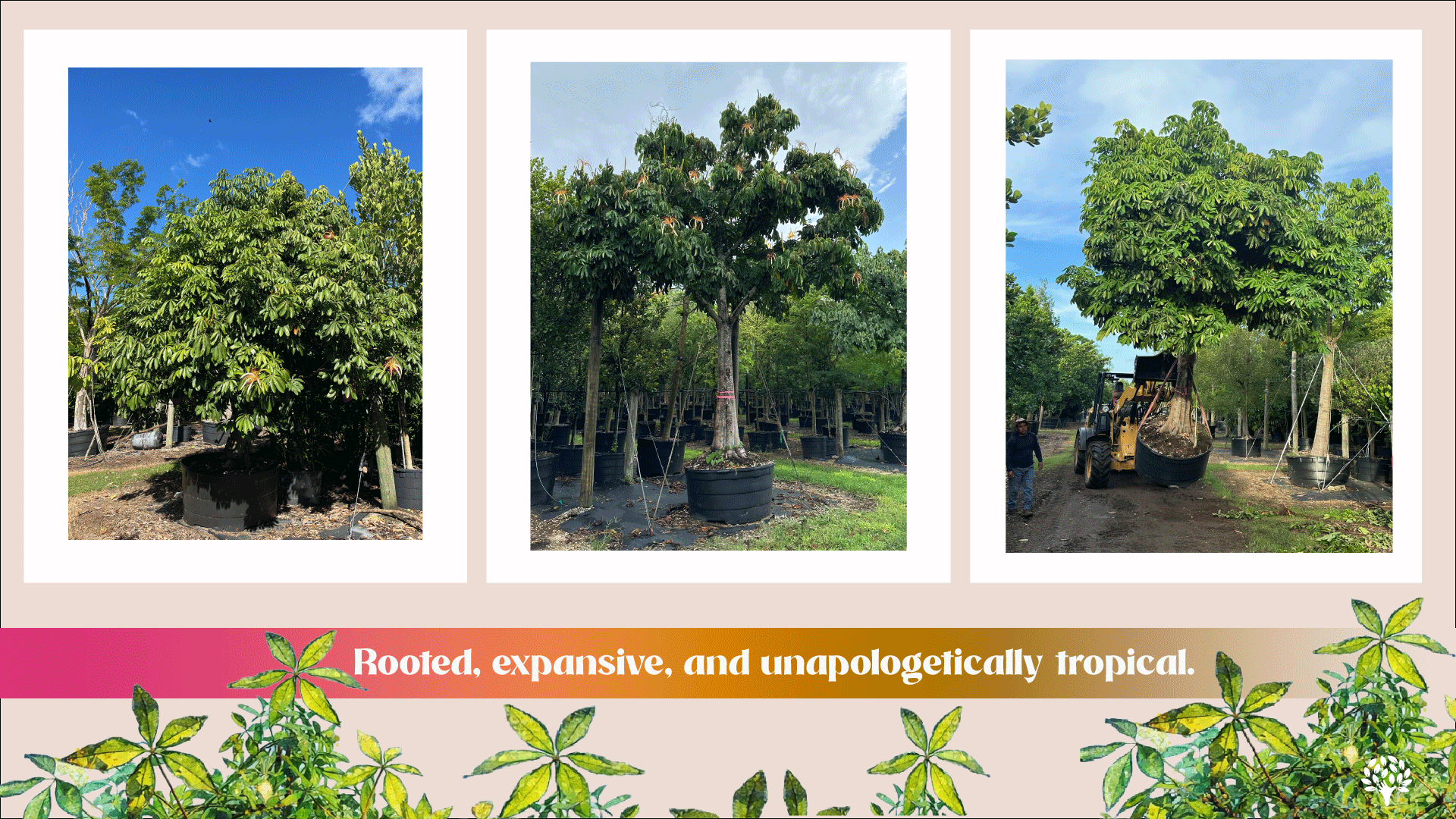 pachira aquatica water chesnut as landscape tree 