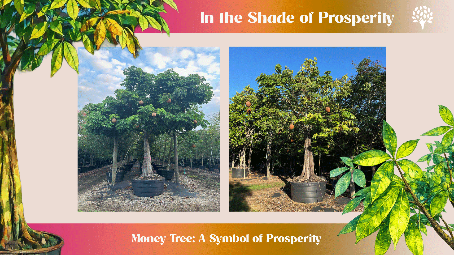 money tree a symbol of prosperity in the landscape design