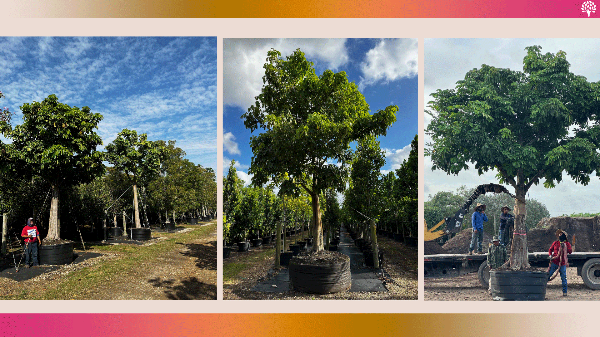 How to Care for Pachira aquatica prosperity tree