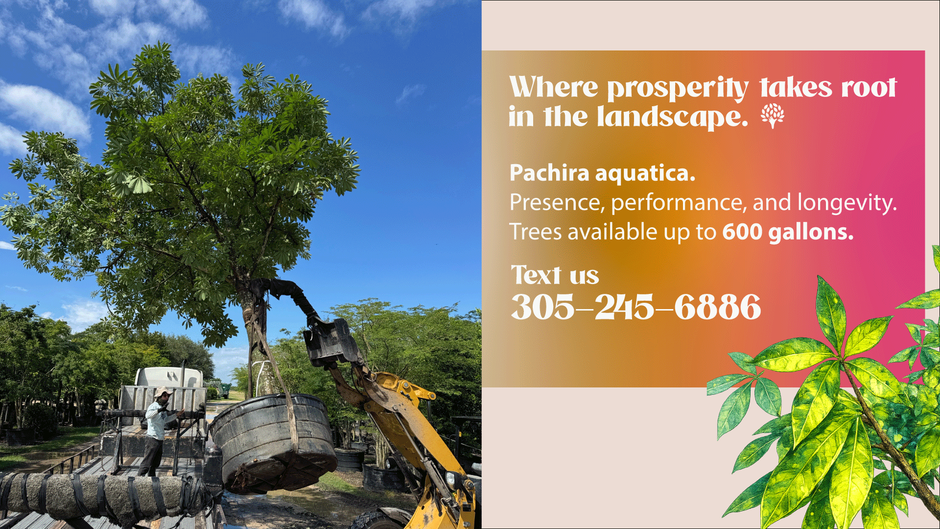 Buy Pachira aquatica