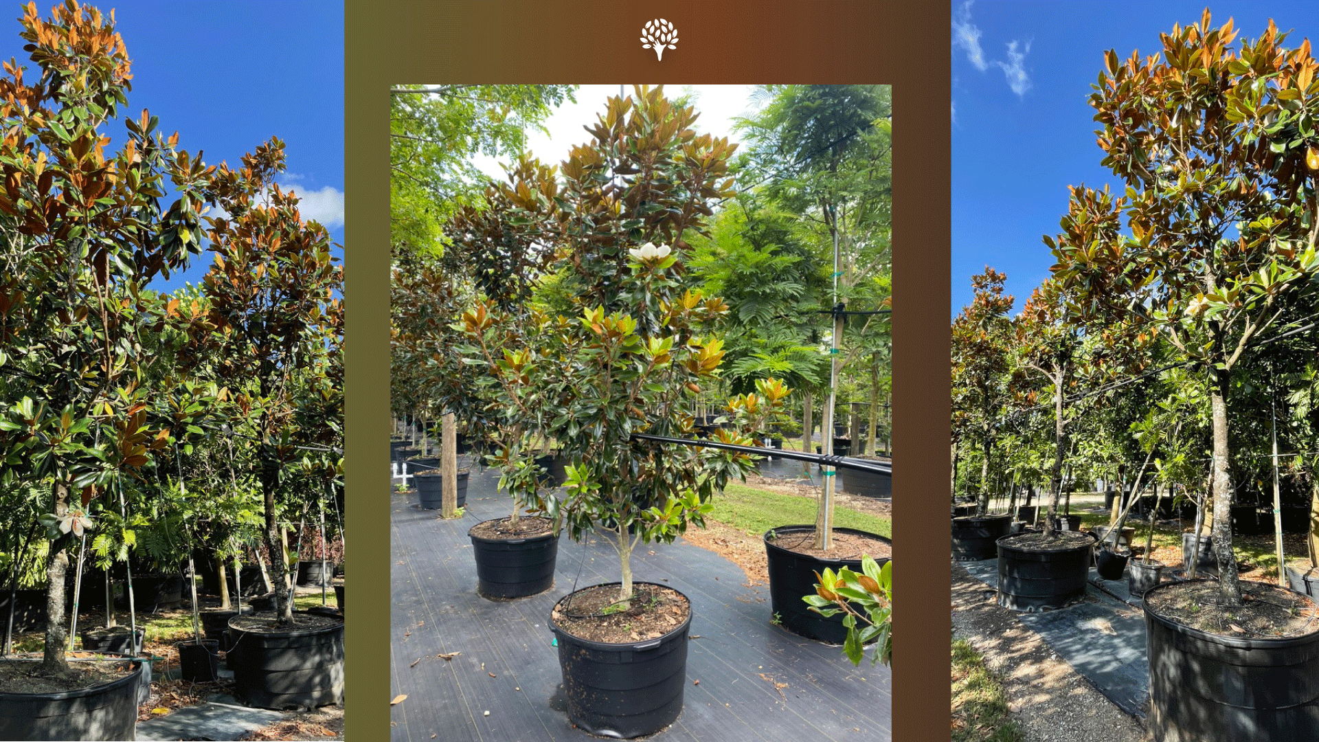 Trees with Two-Tone Foliage