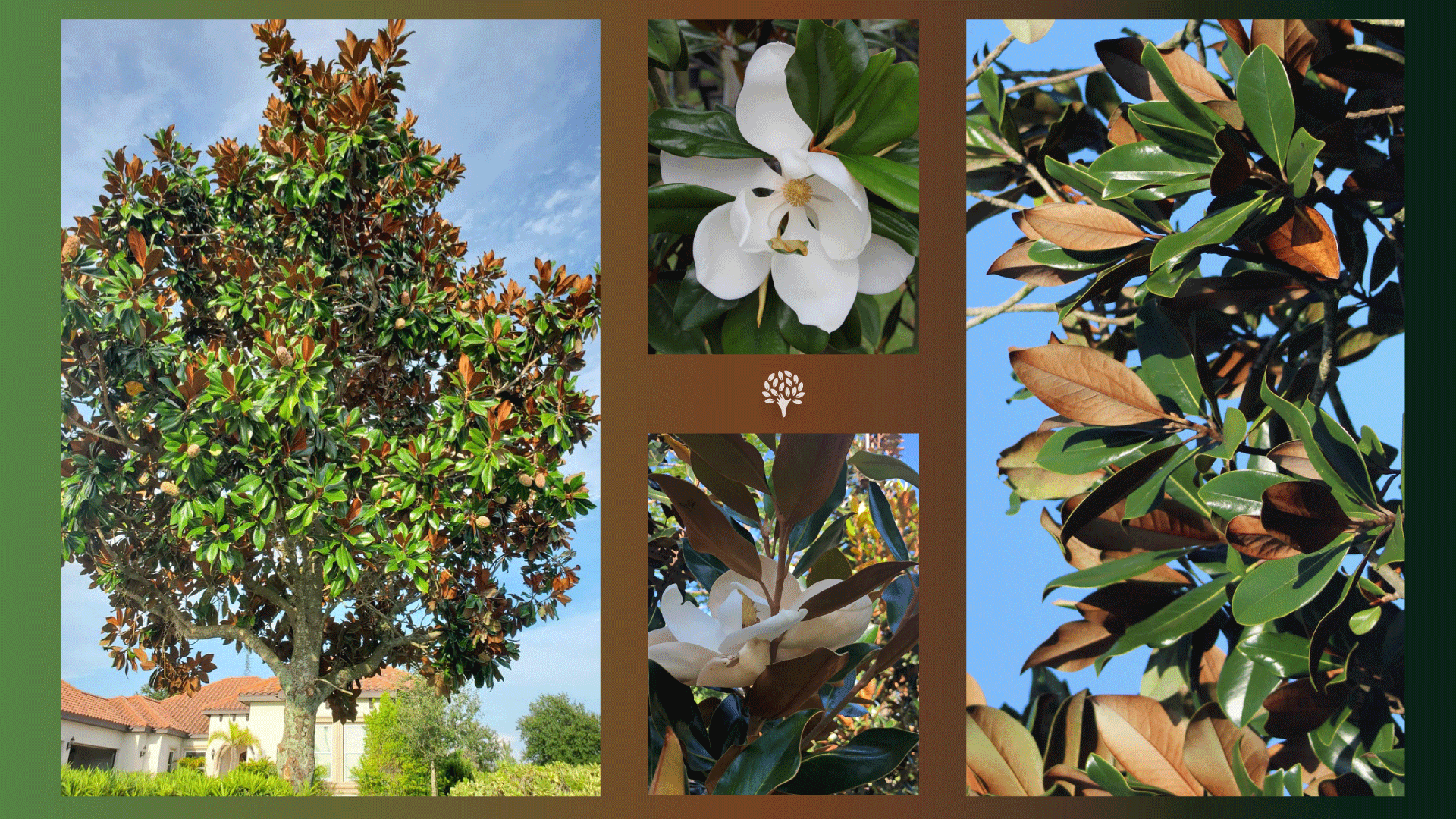 Beautiful Trees with Two-Tone Foliage