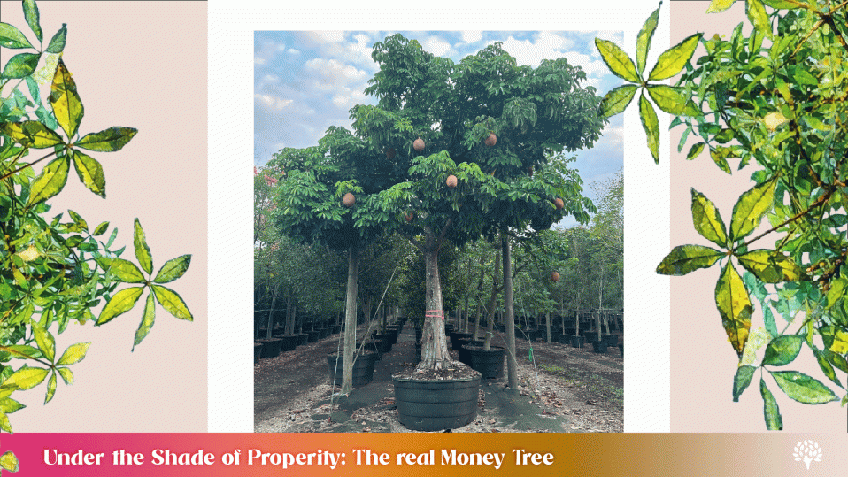 under the shade of the properity tree pachira aquatica the real money tree