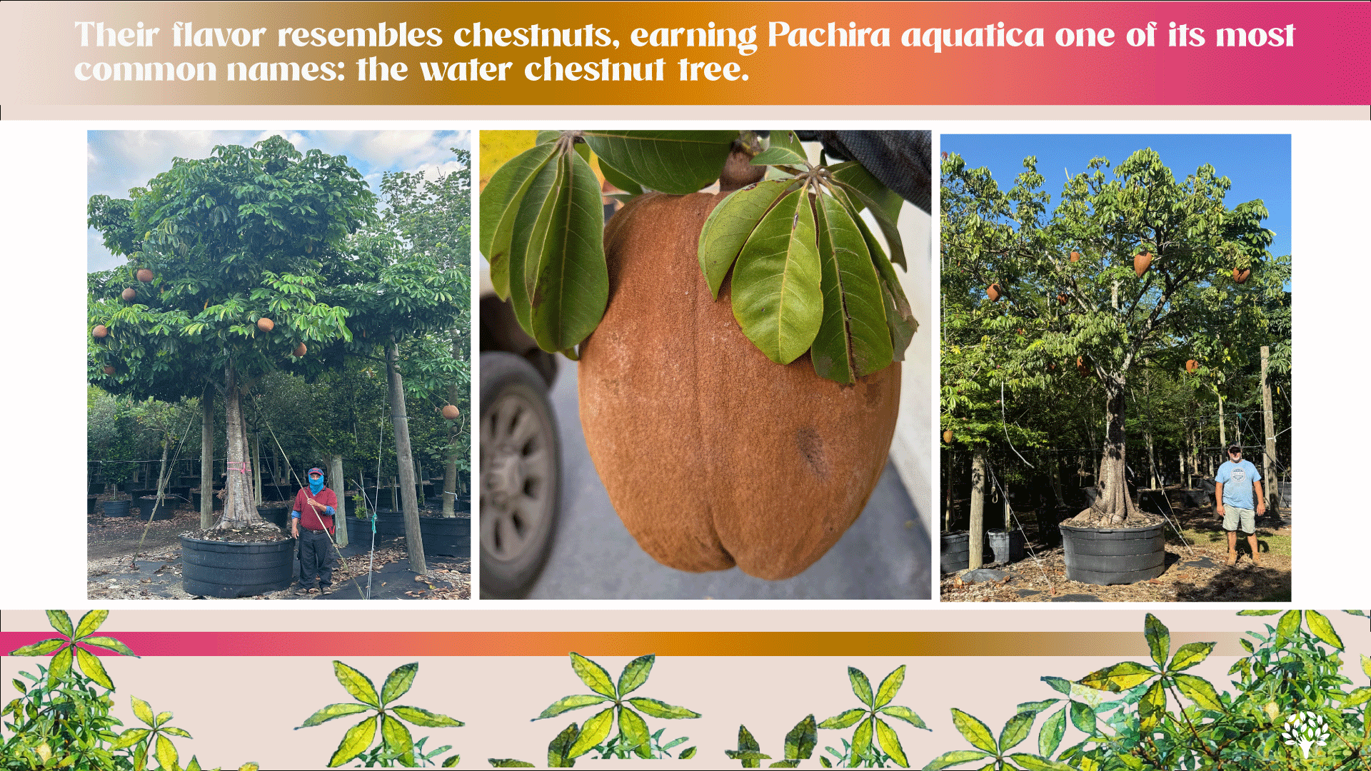 water chesnut seeds seedpods and fruit pachira aquatica
