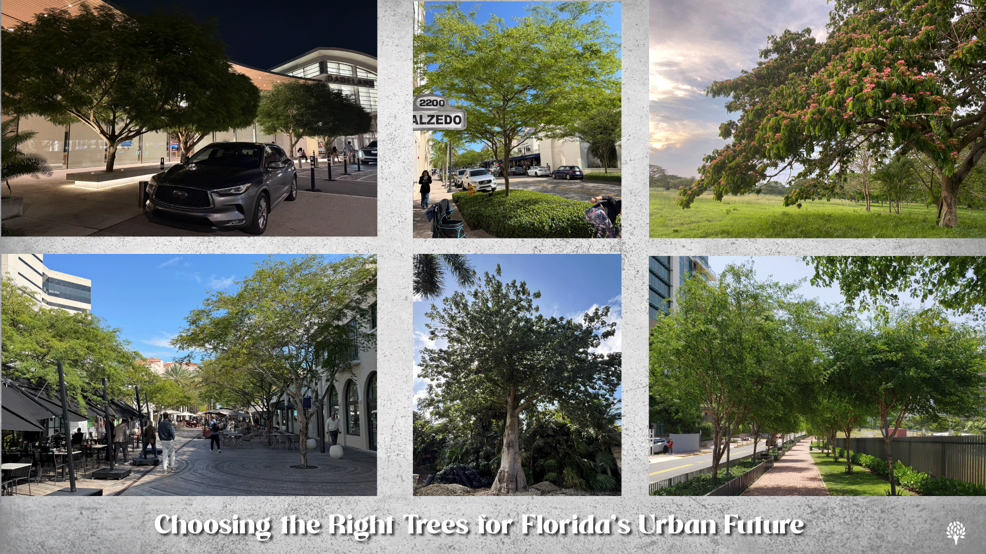 Urban trees in various locations in Florida