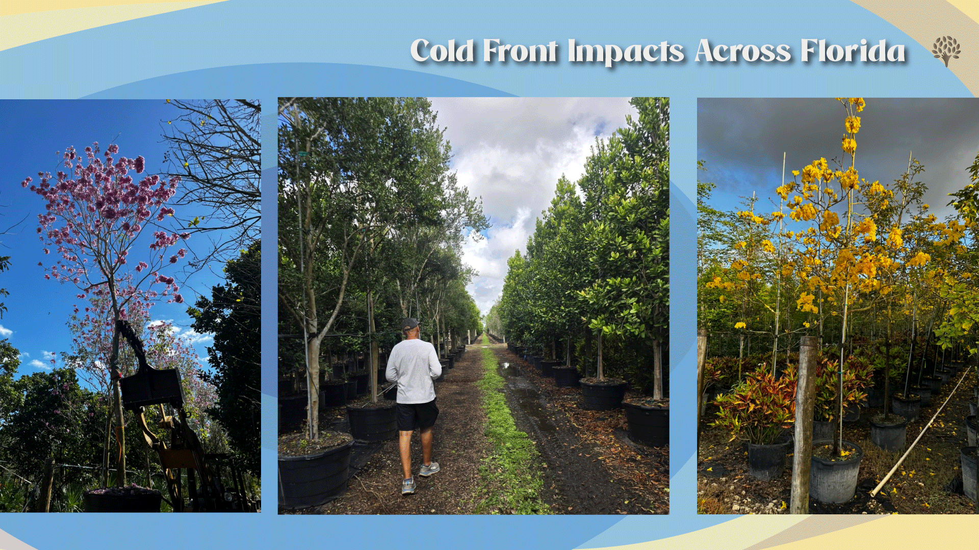 Cold front impacts on trees across Florida 