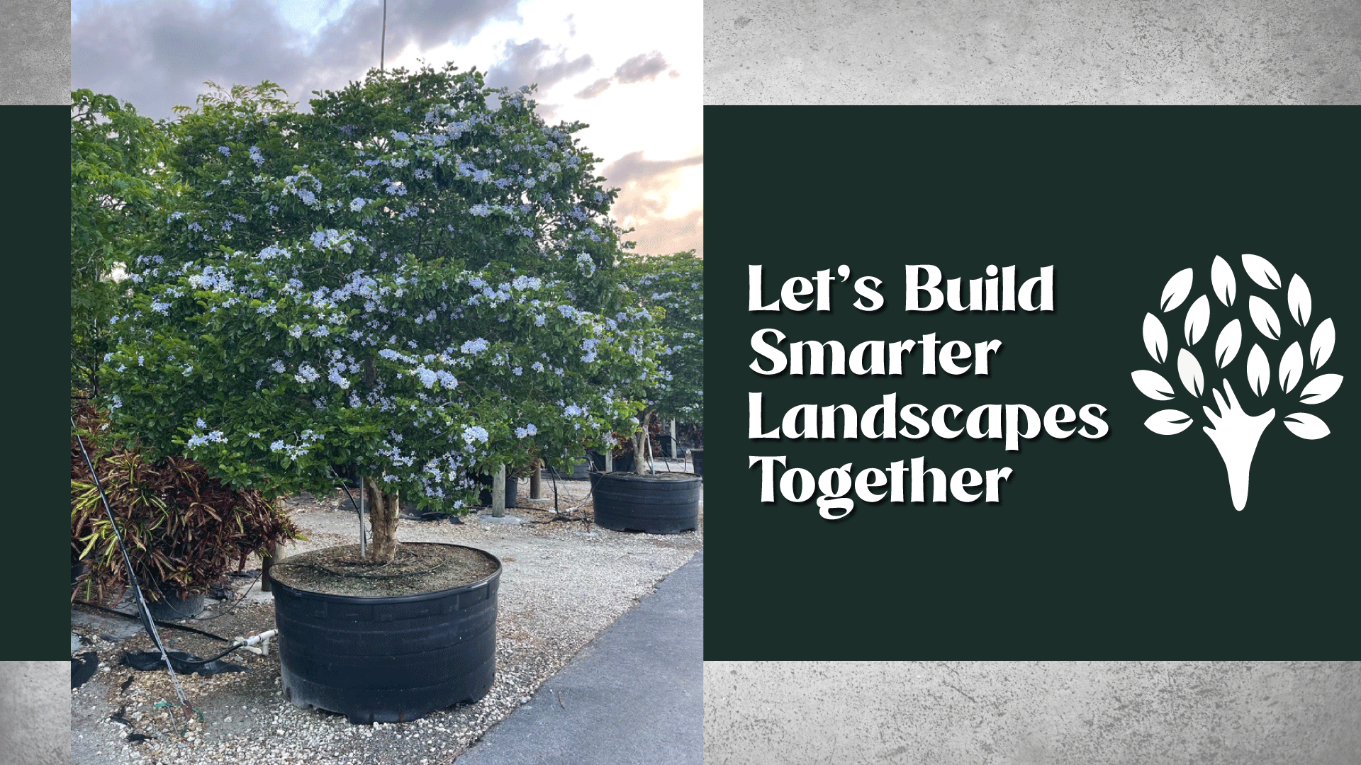 Build smarter landscapes with TreeWorld Wholesale