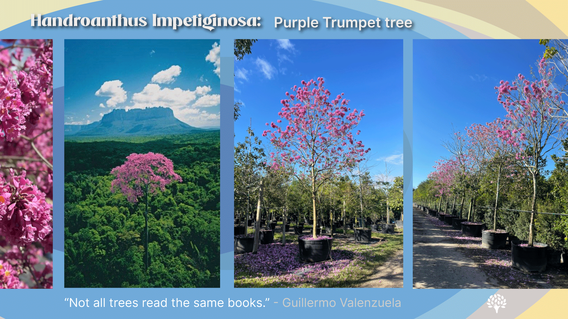 how to protect tropical trees from frost