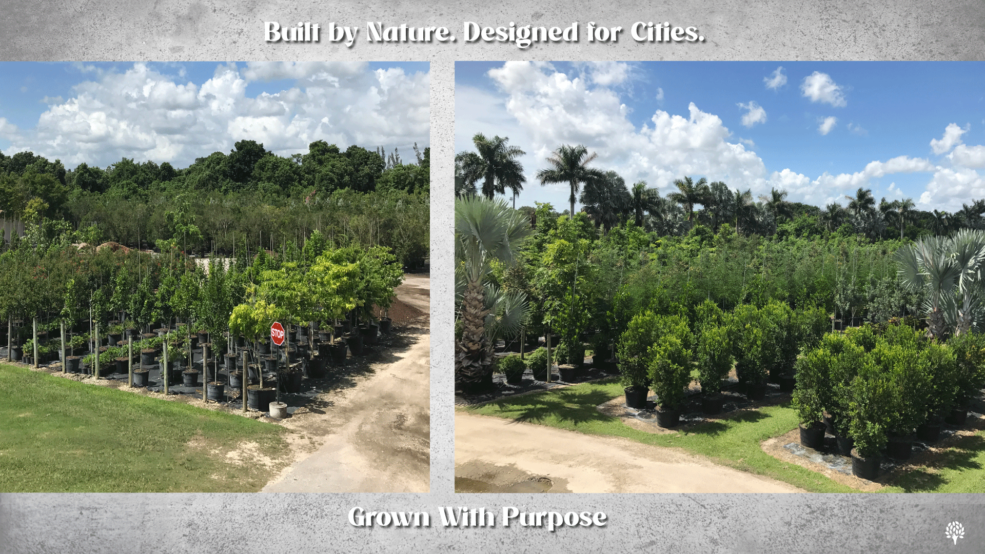 TreeWorld Wholesale tree nursery Urban trees & landscape