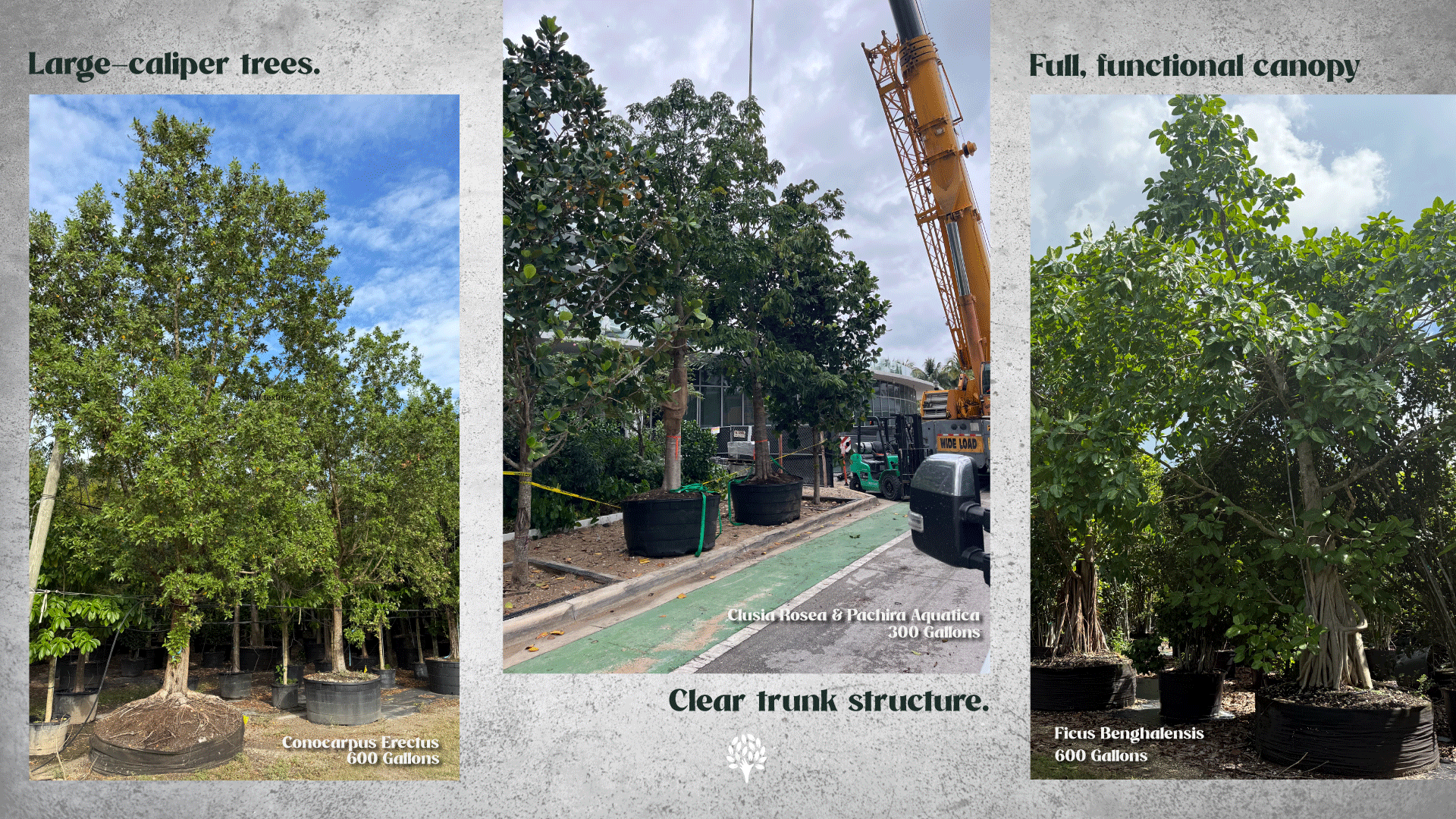 Example of urban trees in infrastructure