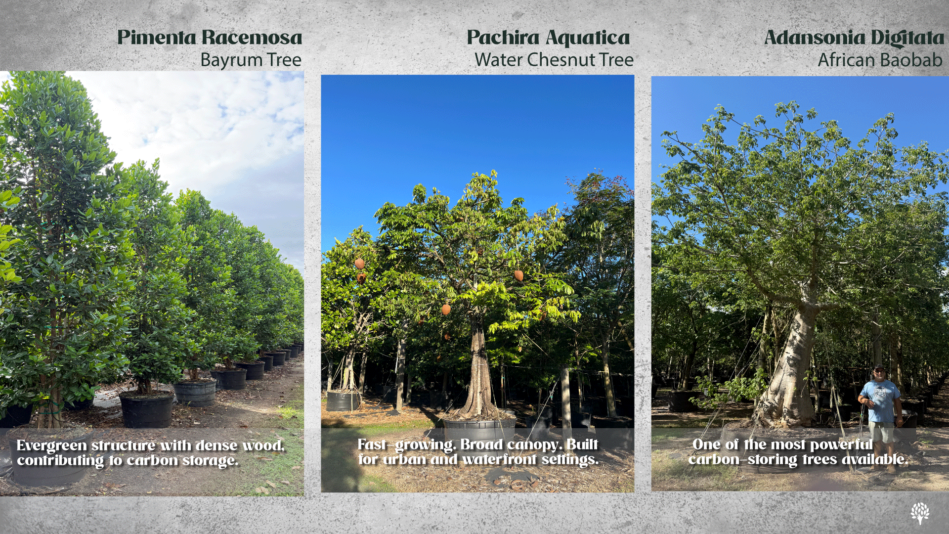 Example of urban trees