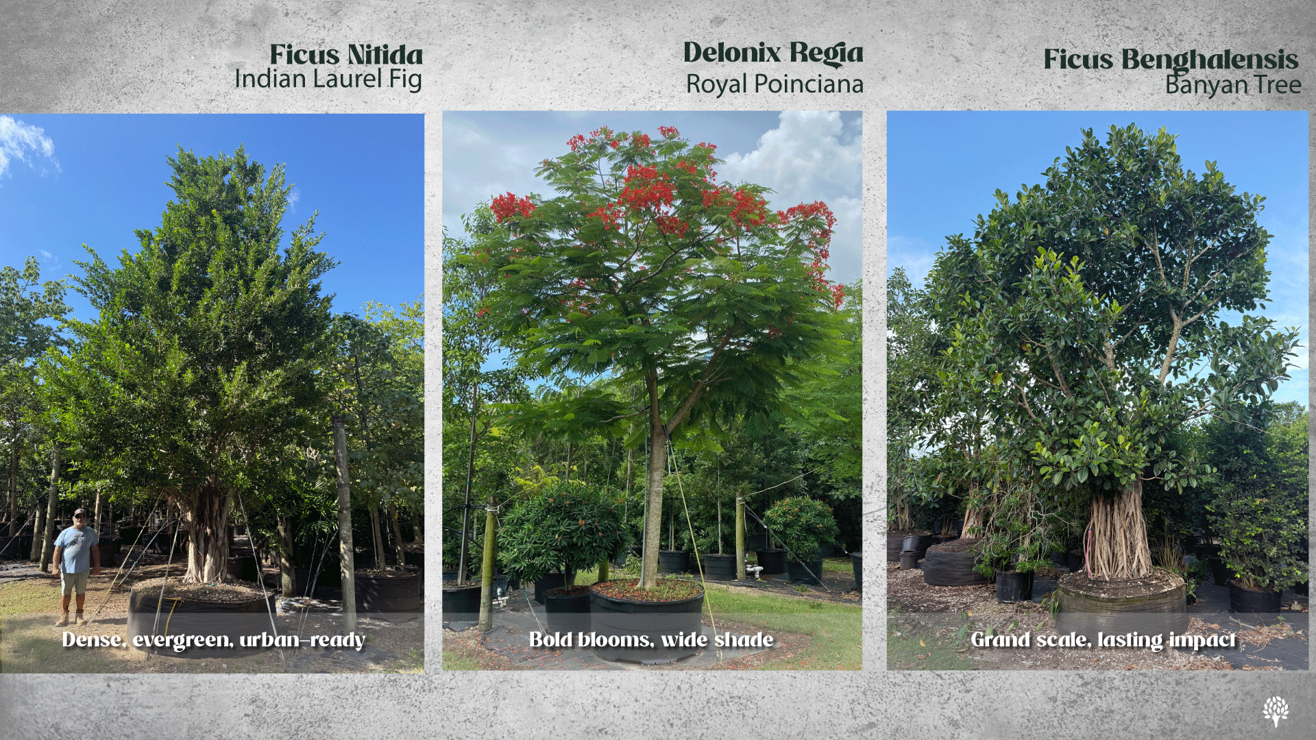 Urban trees do far more than cool our cities benefits