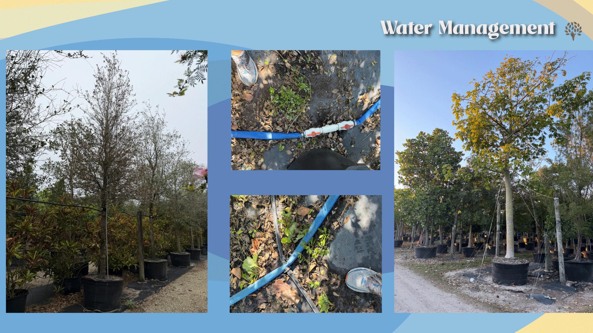 Water management a critical tool during frost events