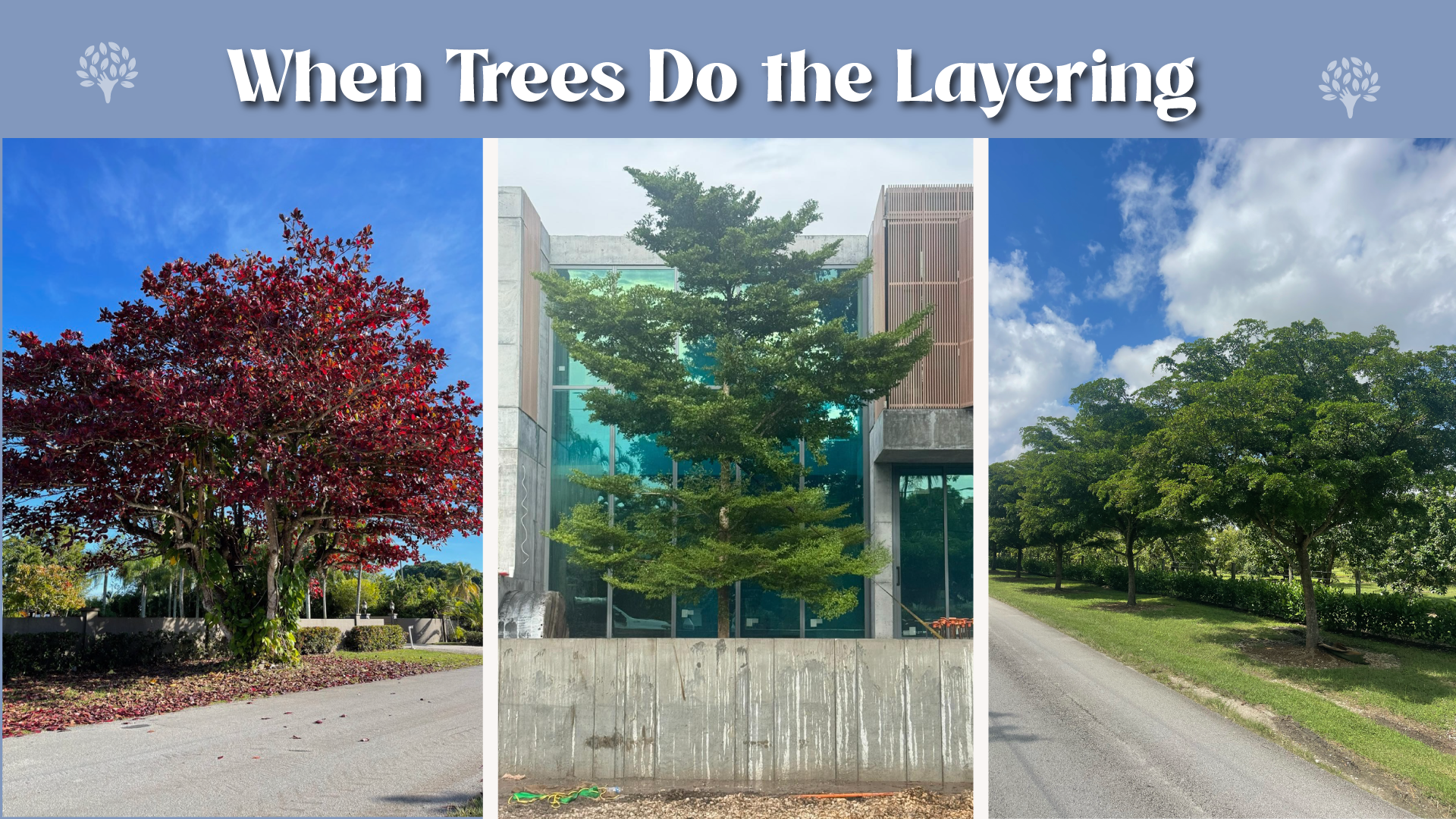 when trees do the layering in landscape design stratification