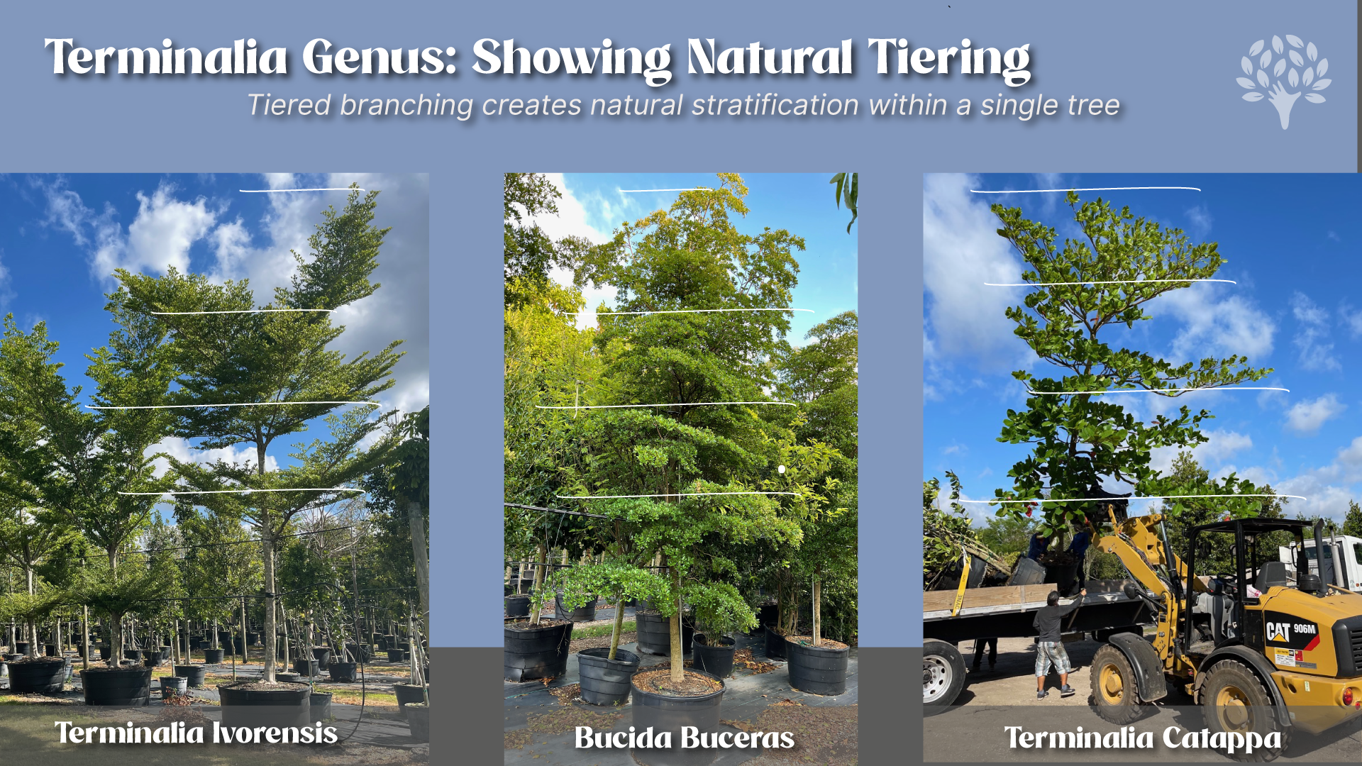 Trees That Naturally Express Stratification