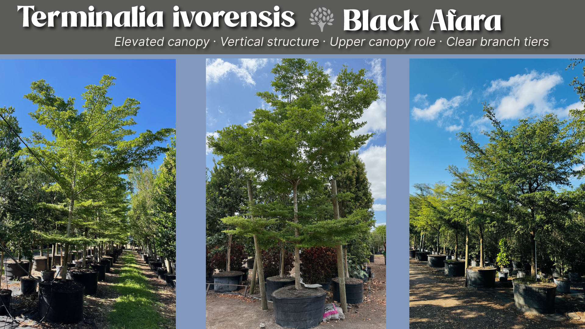 terminalia ivorenisis (Black afara) in a stratified landscape design 
